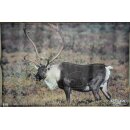Scheibenauflage Caribou 105,5 cm x 71 cm