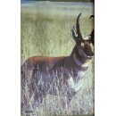 Scheibenauflage Gabelbock 93,5 cm x 61 cm