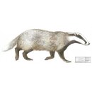 Scheibenauflage Dachs 90 cm x 36,5 cm