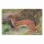 Scheibenauflage Hermelin  22 cm x 31,5 cm